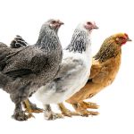 Picture of Assorted Brahmas