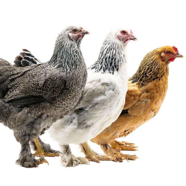 Picture of Assorted Brahmas