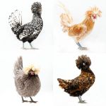 Picture of Assorted Polish and Crested