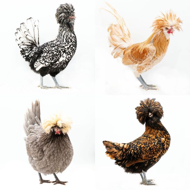 Picture of Assorted Polish and Crested