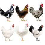 Picture of Assorted White Egg Layer