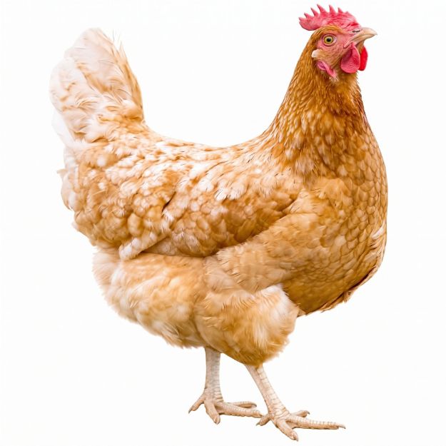 Picture of ISA Brown