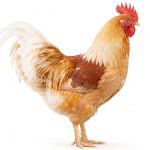 Picture of ISA Brown