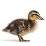 Picture of Mallard Duck- Straight Run