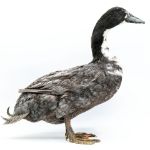 Picture of Blue Swedish Duck- Straight Run