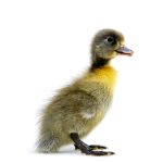 Picture of Blue Swedish Duck- Straight Run