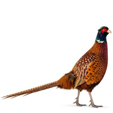 Picture of Chinese Ringneck Pheasant- Straight Run