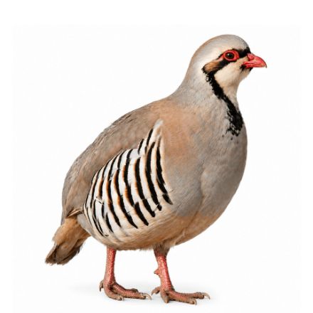 Picture of Chukar Partridge- Straight Run
