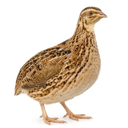 Picture of Coturnix Quail- Straight Run