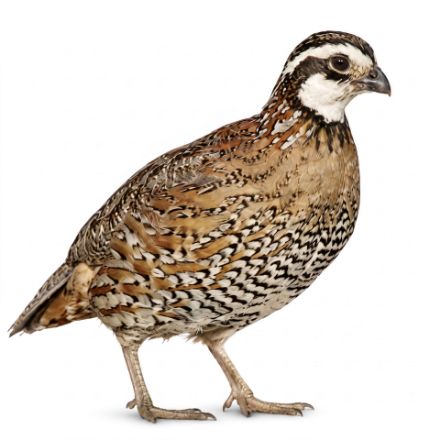 Picture of Bobwhite Quail- Straight Run