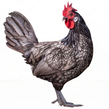 Picture of Blue Andalusian